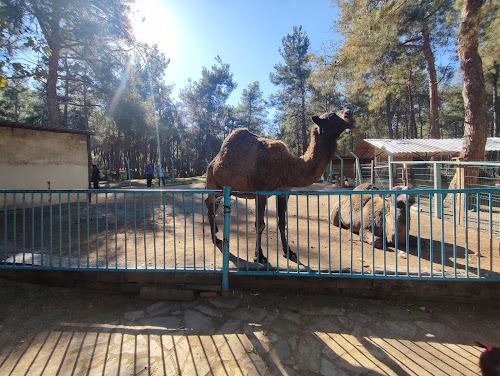 Denizli Büyükşehir Belediyesi Çamlık Parkı