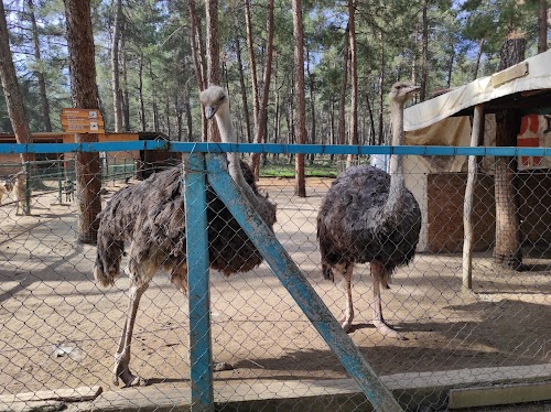 Denizli Büyükşehir Belediyesi Çamlık Parkı